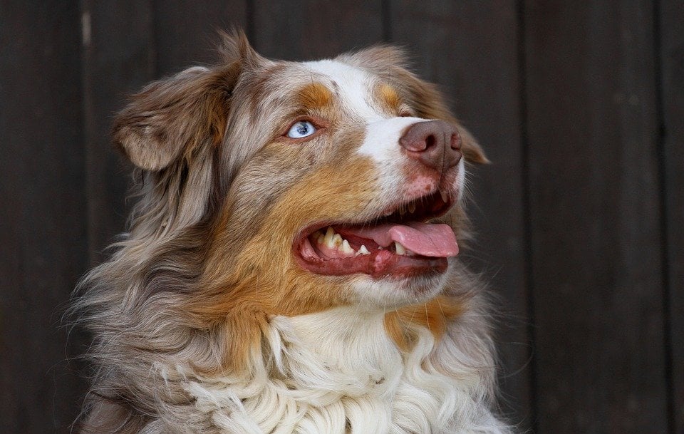 7 Only Australian Shepherd Owners Understand | The Dog People by Rover.com