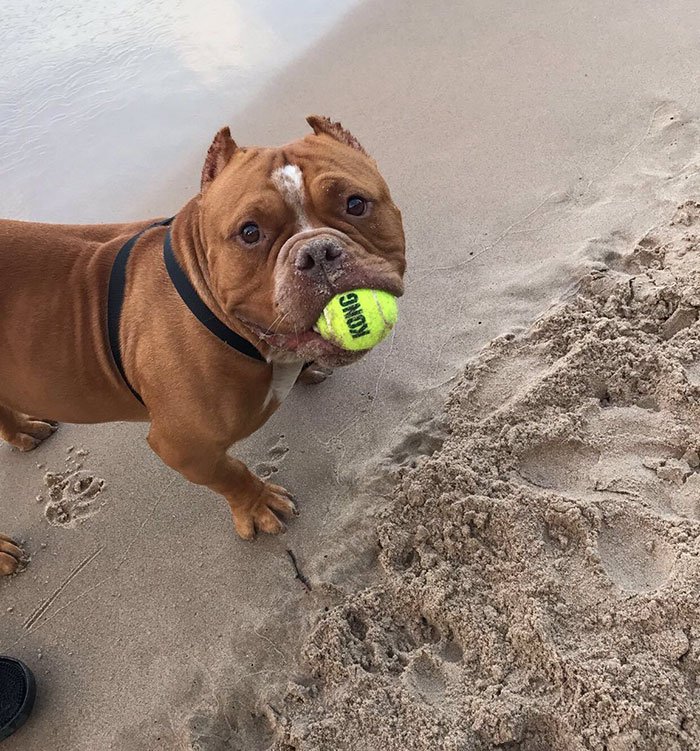 Pit Bull s Adoption Transformation Pics Inspire Thousands pit bulls adoption transformation pics inspire thousands photo replies