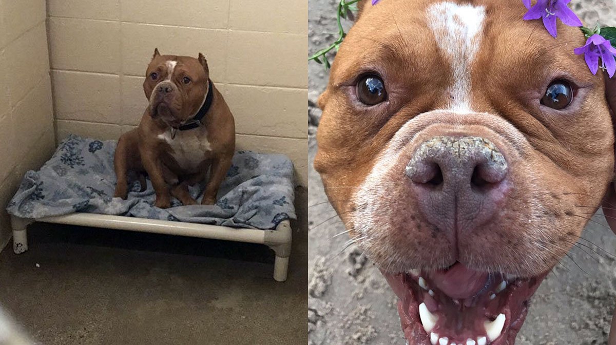 Pit Bull S Adoption Transformation Pics Inspire Thousands Of Photo Replies The Dog People By Rover Com