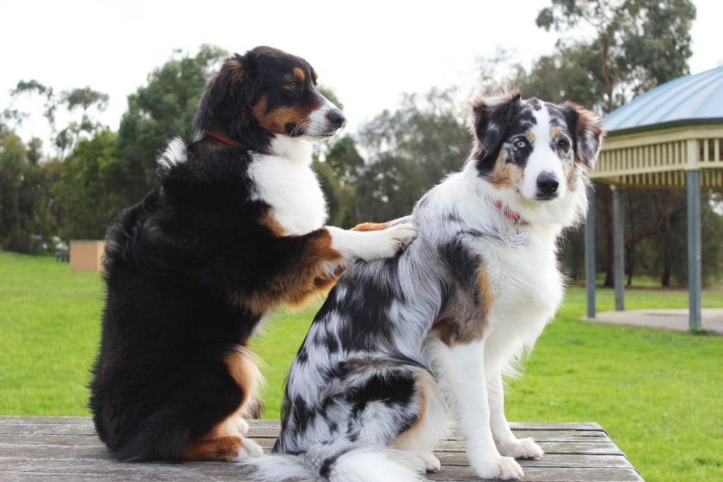 A dog massages another dog