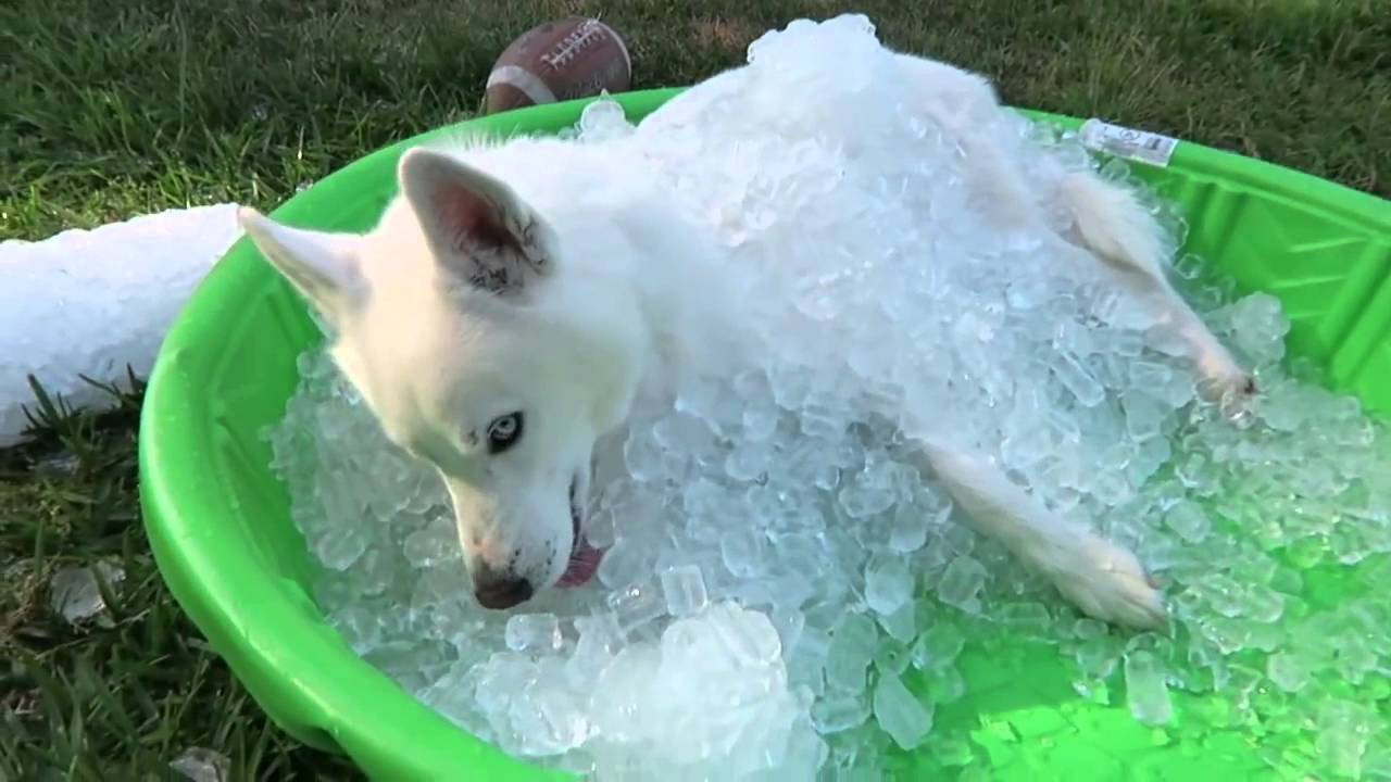 How Your Dog Can Have Endless Fun with a Single Plastic