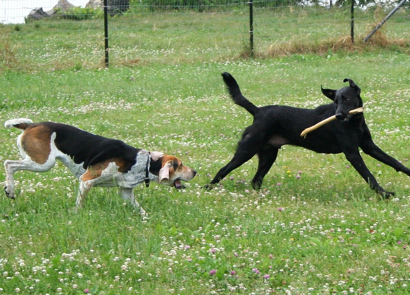 Top 7 Dog Parks in Indianapolis, IN