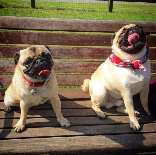 Top 6 Dog Parks in Nashville, TN The Dog People by