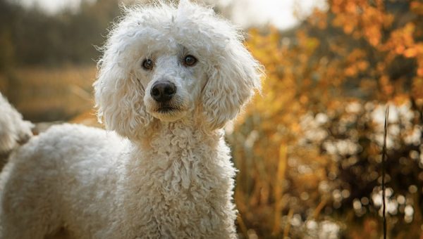 Heres Everything You Probably Dont Know About Poodles Heres Everything You Probably Dont Know About Poodles