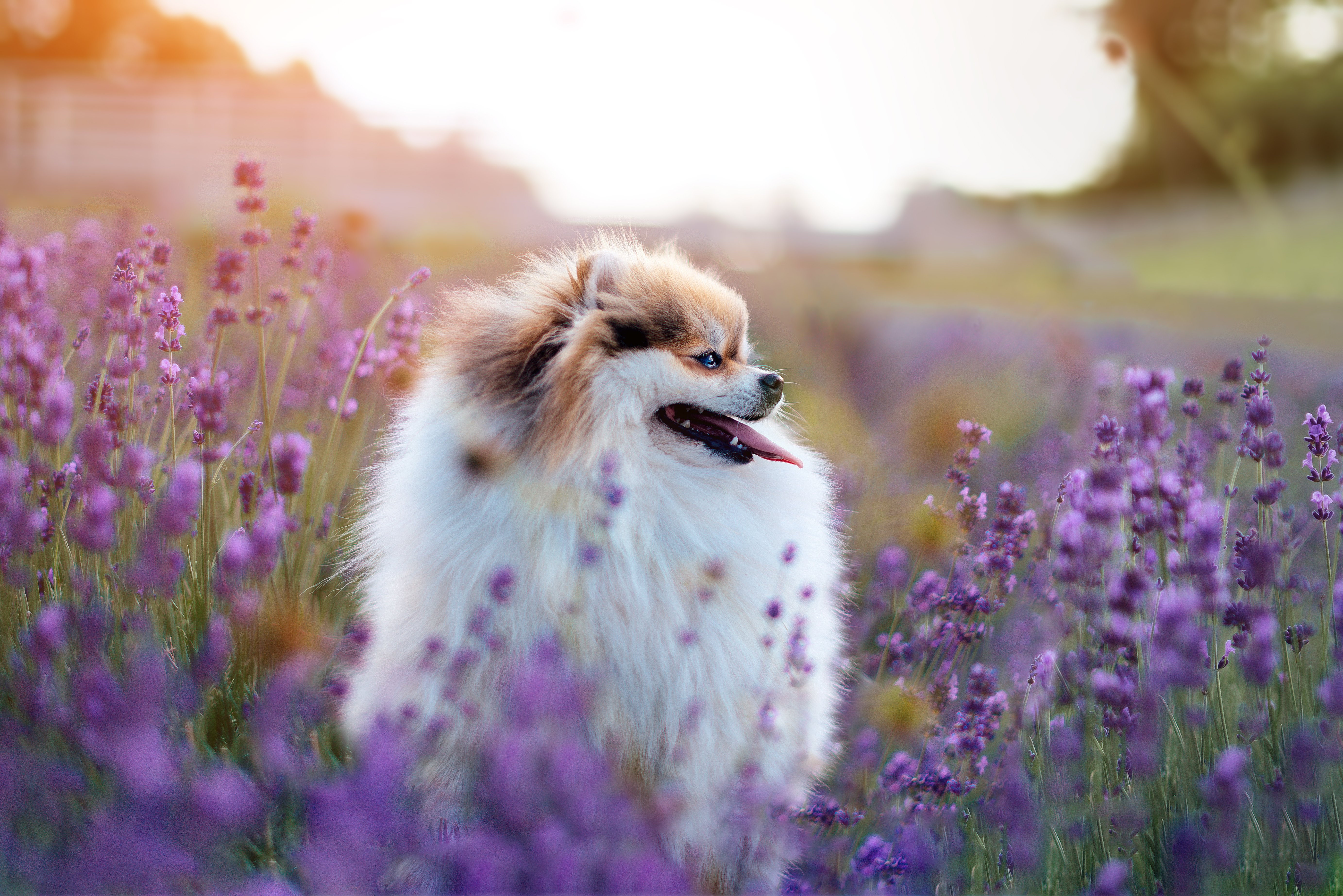 Flower Names For Dogs 45 Gorgeous Dog Names Beyond Daisy And Lily