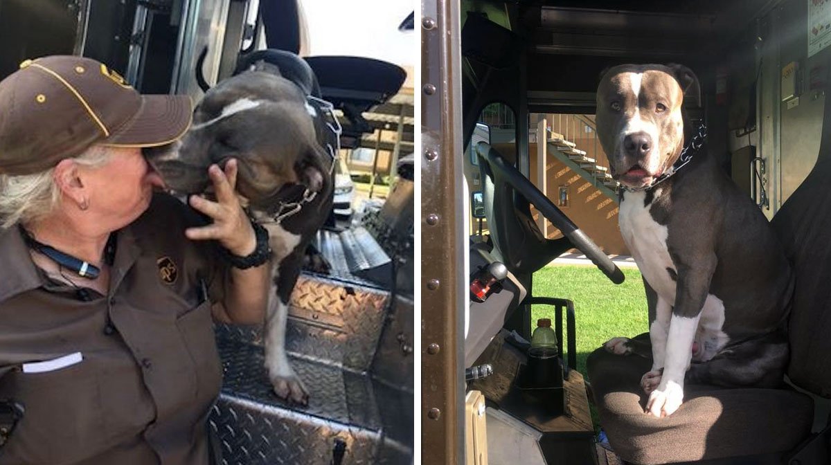 Why Do Dogs Bark At The Ups Truck