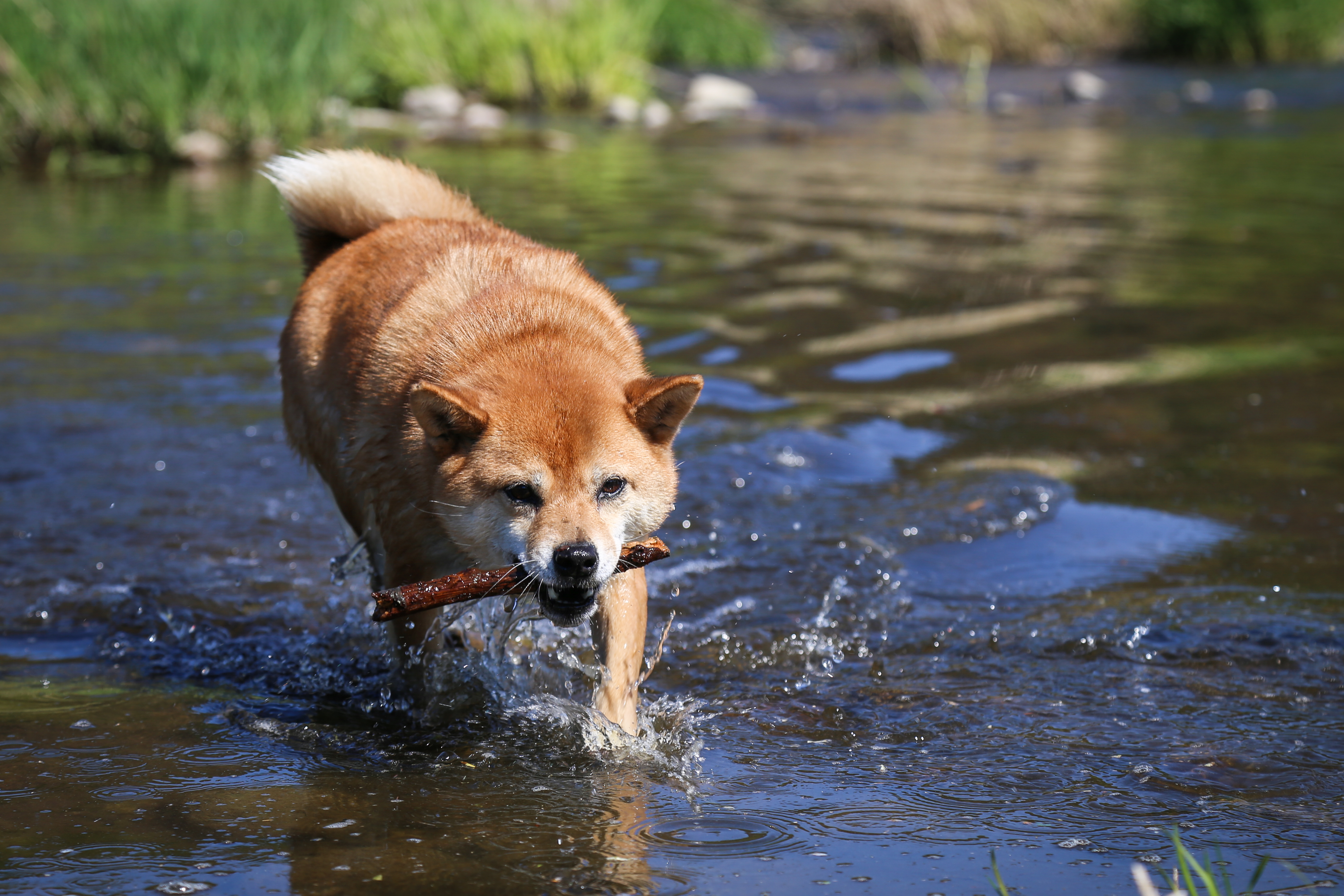 What to Do When Your Dog Hates the Water