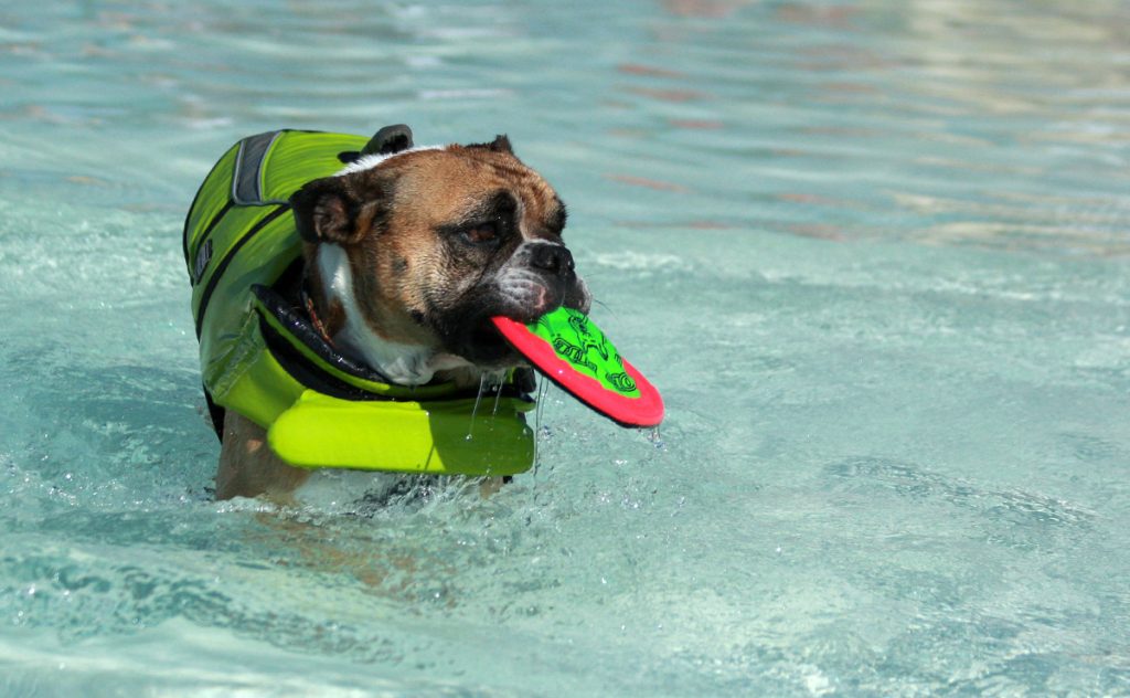What to Do When Your Dog Hates the Water
