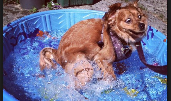 Your Dog Hates the Water 