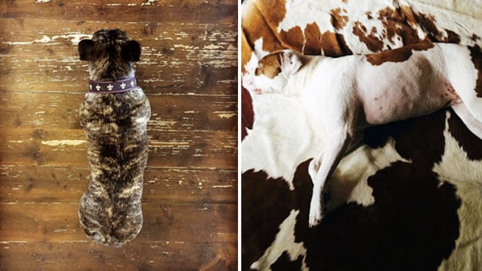 'Dogouflage' is the Cutest Form of Camouflage We've Ever Seen The Dog