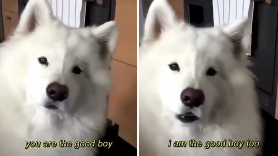 good boy dog