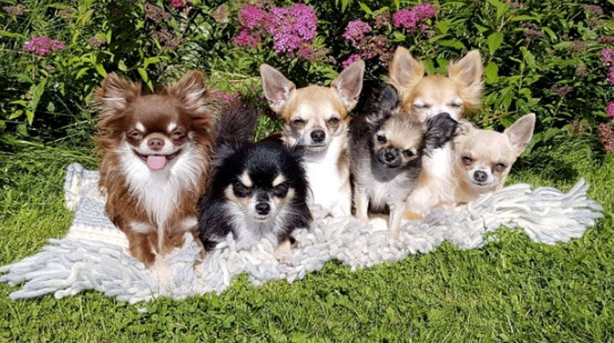 Long Haired Chihuahua Hair Cuts A Guide To Grooming With Hairstyle Pics