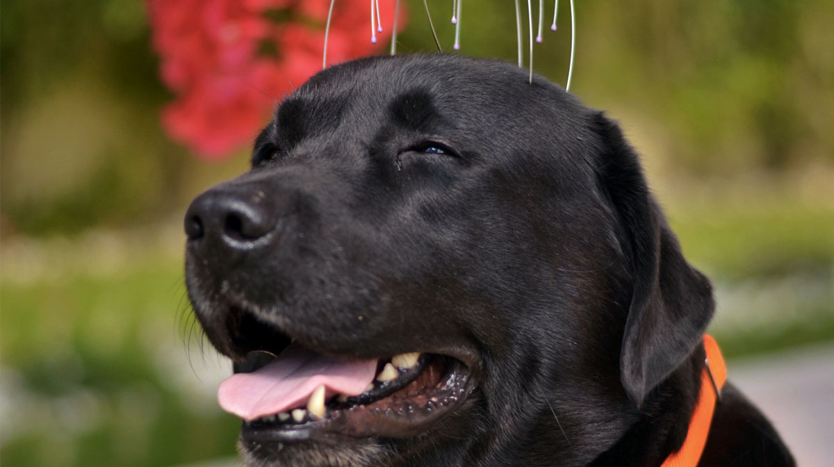 These Dogs Getting Head Massages Take You to Your Happy Place | The Dog People by Rover.com