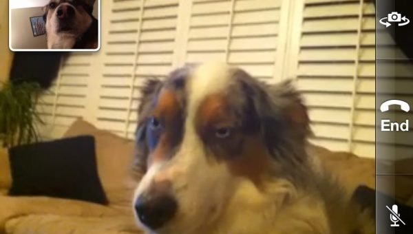 can dogs taste spicy how do dogs choose their favorite person rover can dogs taste spicy how do dogs choose their favorite person rover