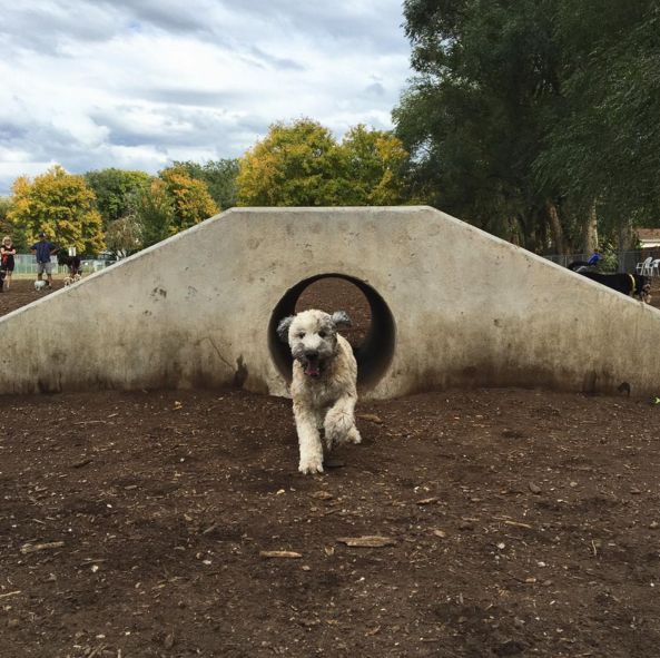 Top 7 Dog Parks in Salt Lake City The Dog People by