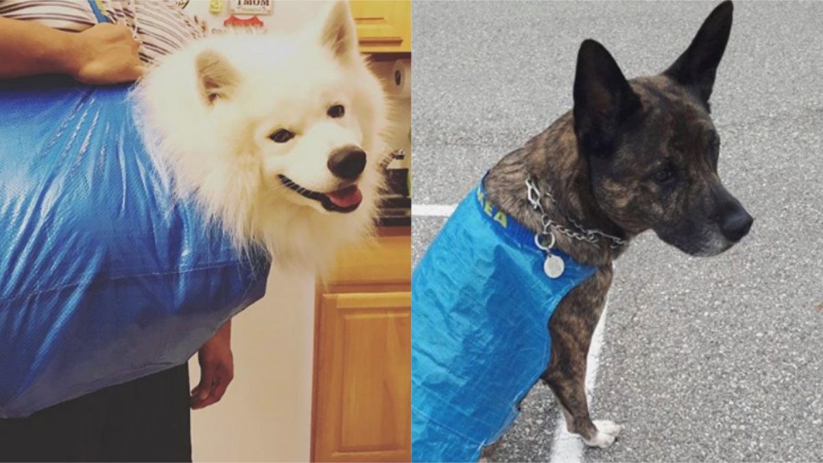 18 Genius Pets and Their Owners Finding Great New Uses for the 99¢ IKEA