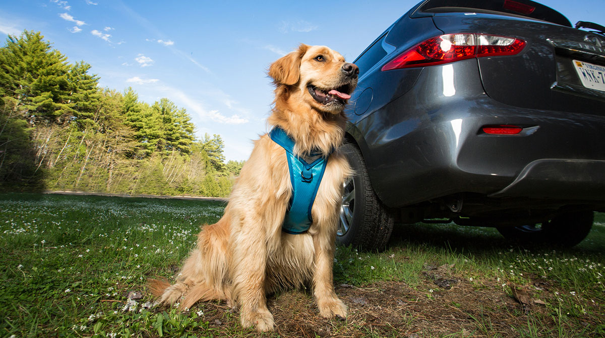 How to Your Dog’s Car Travel Anxiety The Dog People by