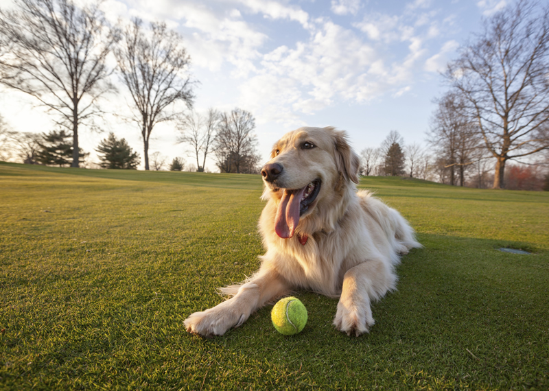 Top 8 Dog Parks in Maryland The Dog People by