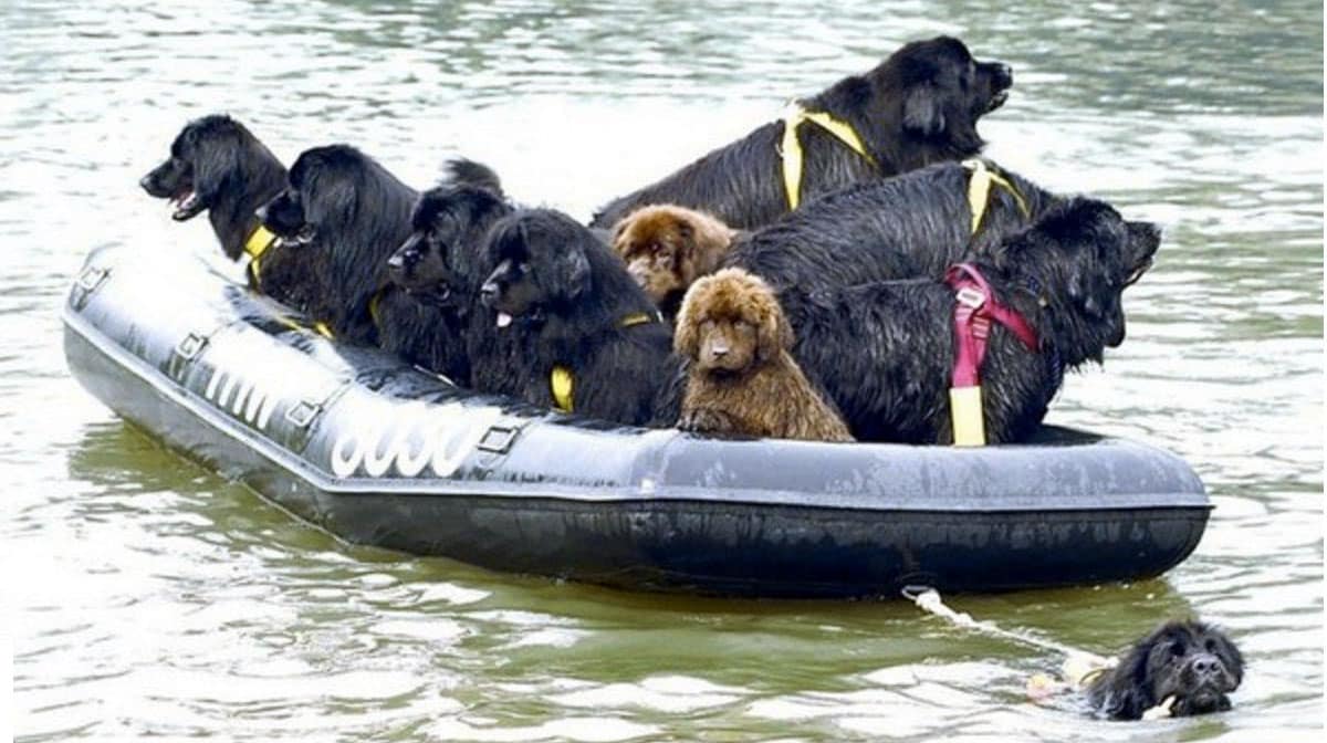 10 Things Newfoundland Lovers Know By Heart The Dog People by