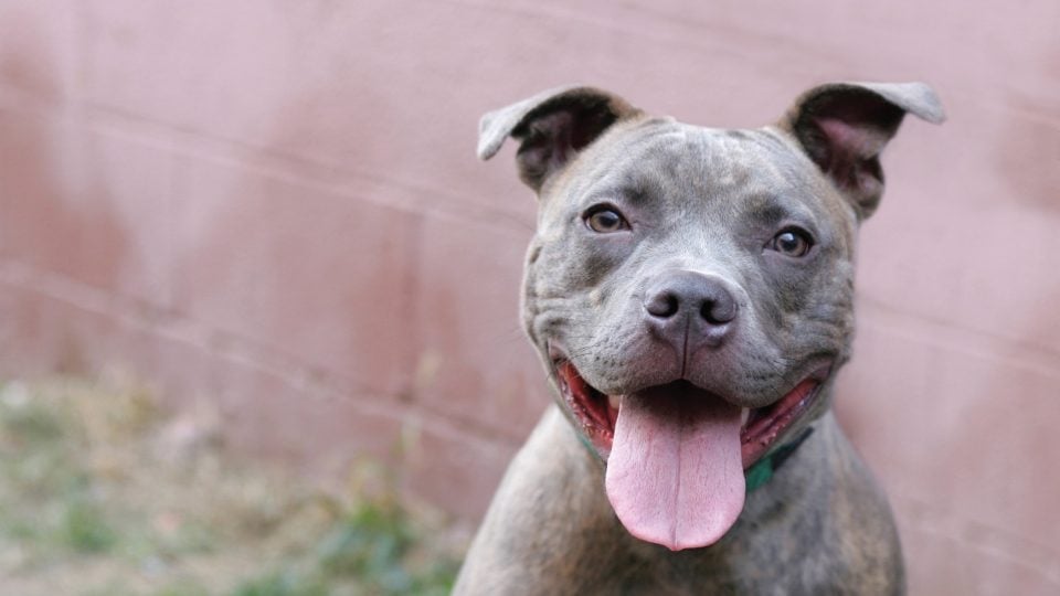 10 Things Only Pit Bull People Understand | The Dog People By Rover.Com