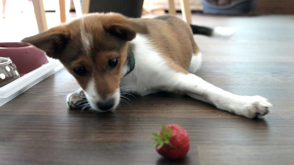 Puppies Vs. Strawberries The Ultimate Showdown The Dog People by