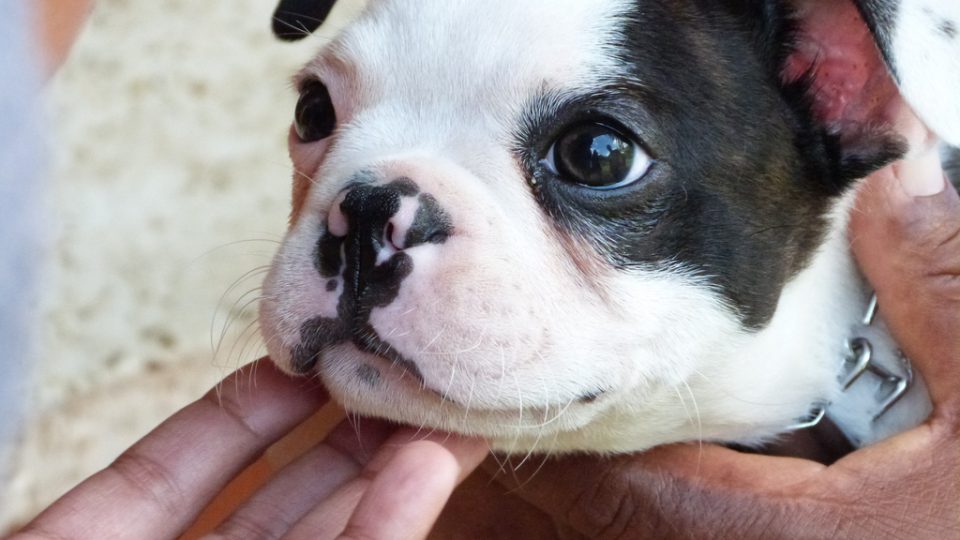 puppy milestones 10 puppy milestones you don t want to miss rover puppy milestones 10 puppy milestones you don t want to miss rover