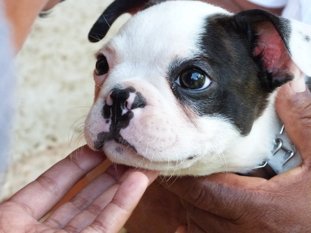 Top 101 Cute Dog Names for Your New Dog in 2018 | The Dog People by Rover.com