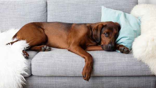 Socializing Your Pup 8 Tips For Helping Them Mingle With Dogs