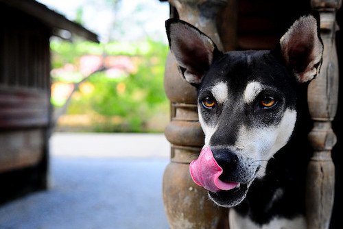 5 Safe and 5 Dangerous Spices for Dogs | Rover.com