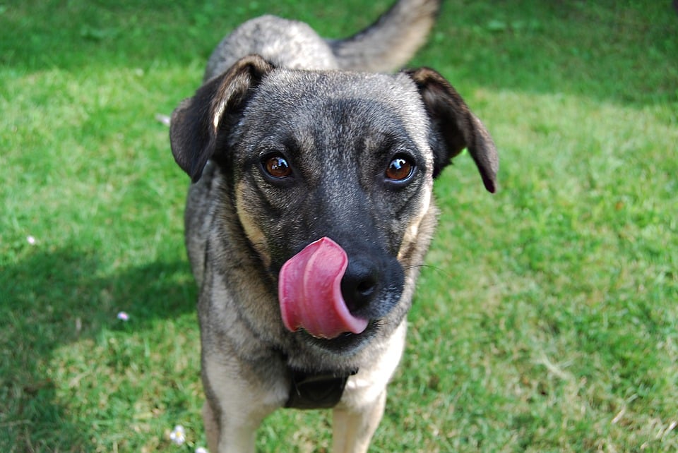 What spices can dogs eat? This dog licking its chops wants to know.