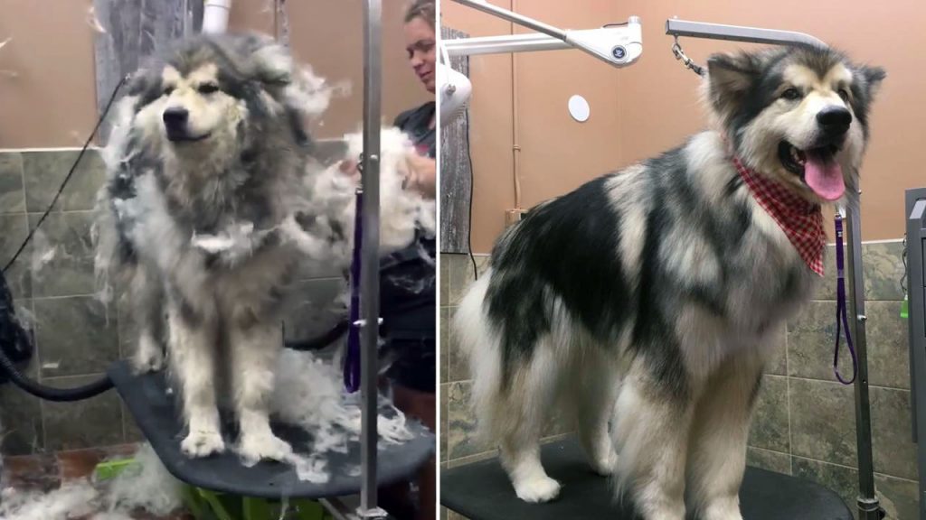 dog grooming supplies used on a malamute being deshedded