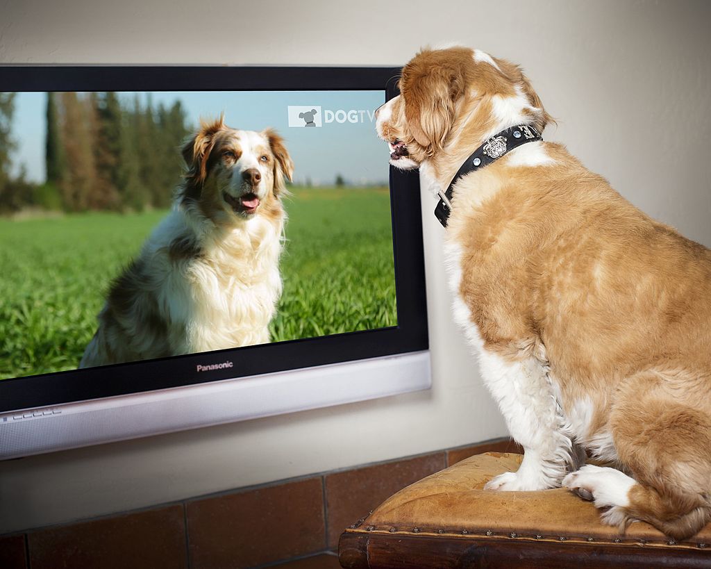Why Does my Dog Bark at the TV? | The 