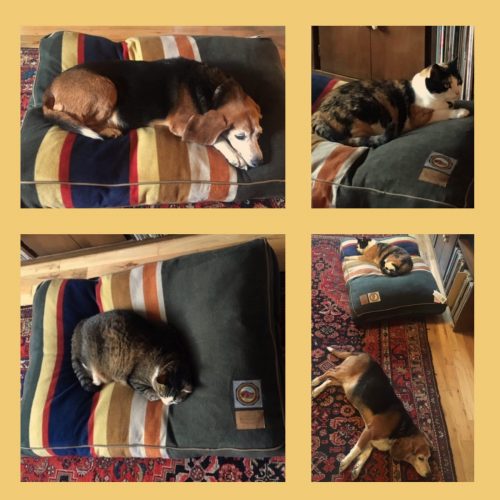 four images of dog and cats sleeping on Pendleton bed from Amazon