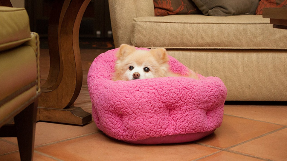 Resultado de imagen para Pomeranian dog sleeping with you in your bed
