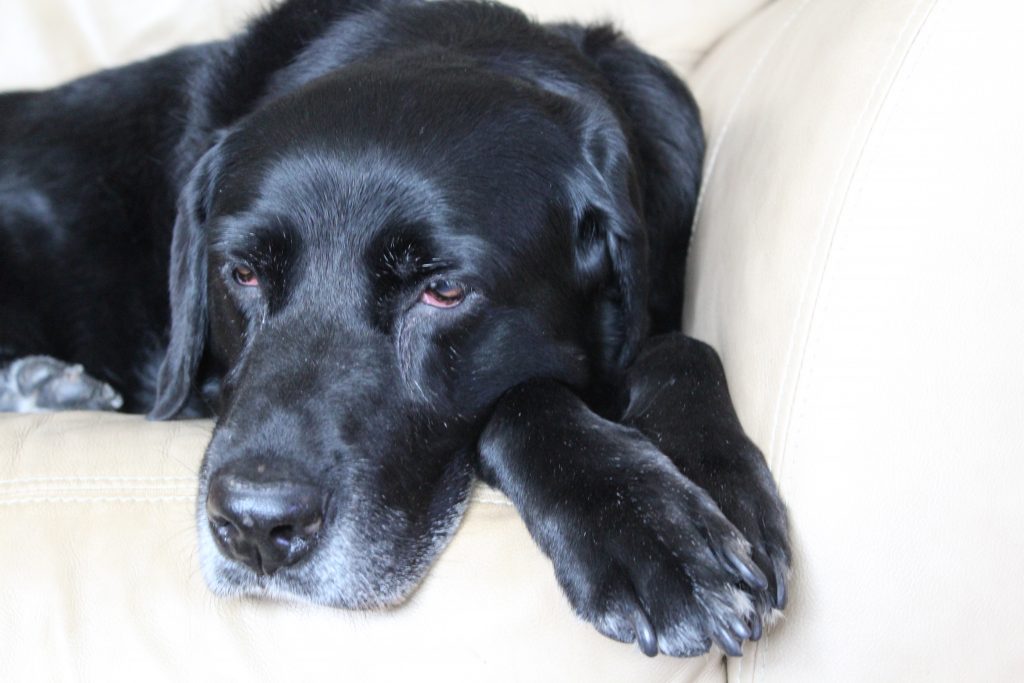 annabelle resting after her rescue