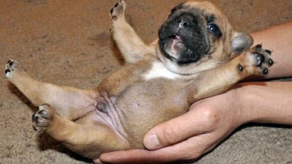 These Puppies Getting Belly Rubs Are Just Too Happy and It's Infectious