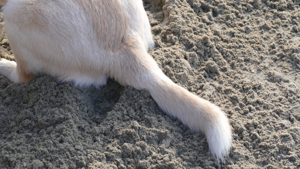 why do puppies their tails why do dogs their tails rover why do puppies their tails why do dogs their tails rover