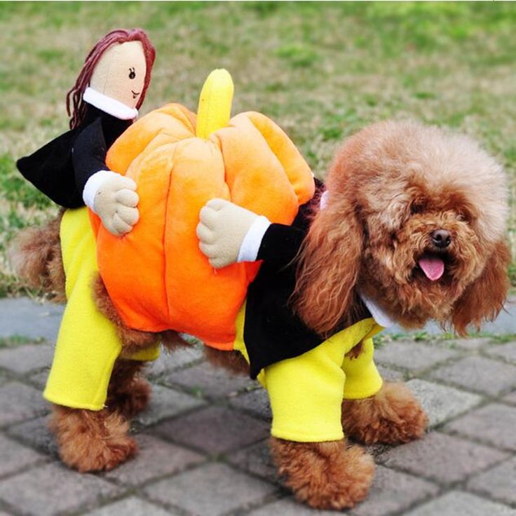Plain Canned Pumpkin For Dogs Plain Canned Pumpkin For Dogs