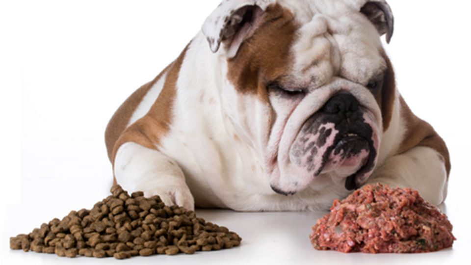 Dog Food Healthy Mix Ins Dog Food Healthy Mix Ins