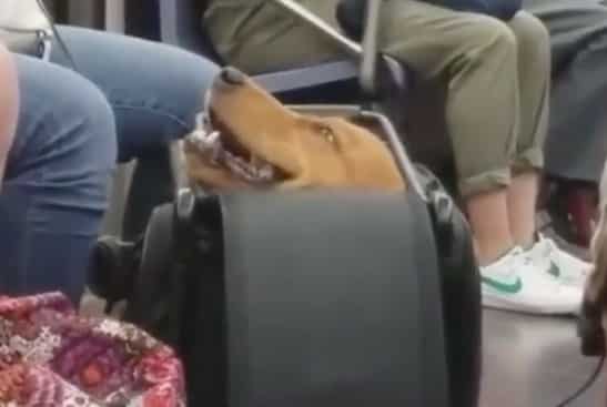 subway dog