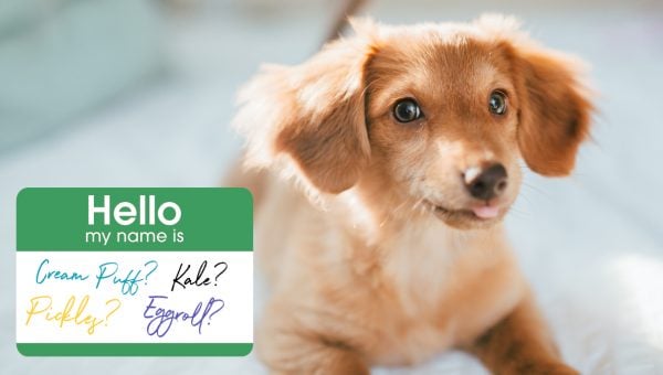 The 159 Most Popular Dachshund Names | Dog Names From 
