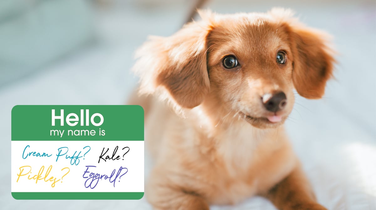 The Most Popular Food Inspired Dog Names