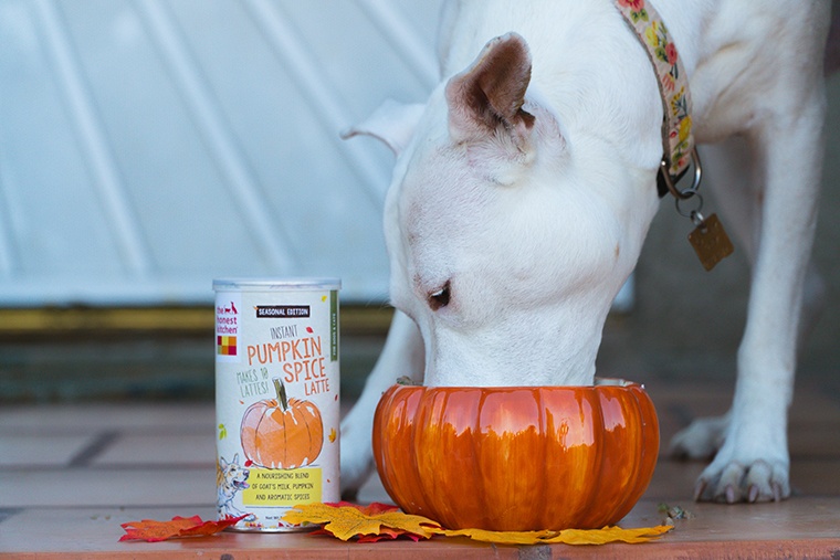 Pumpkin Spice for Dogs How to Celebrate PSL Season with Your Pup