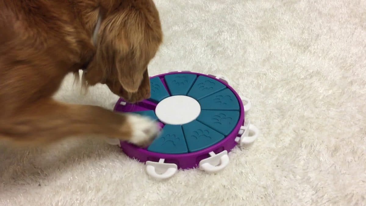 14 jeux d'intelligence qui marchent pour les chiens qui s’ennuient Rover
