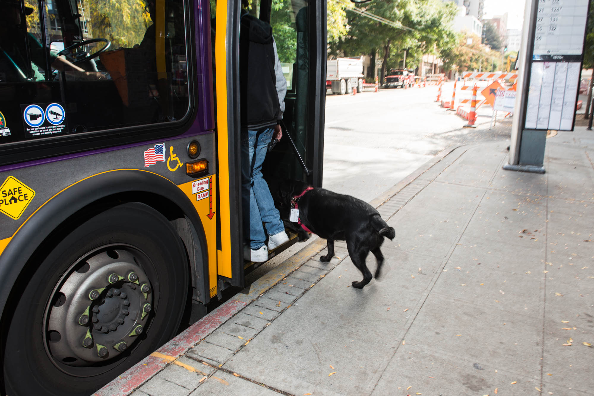 Dog Takes Bus To Park By Himself at Laura Dykema blog