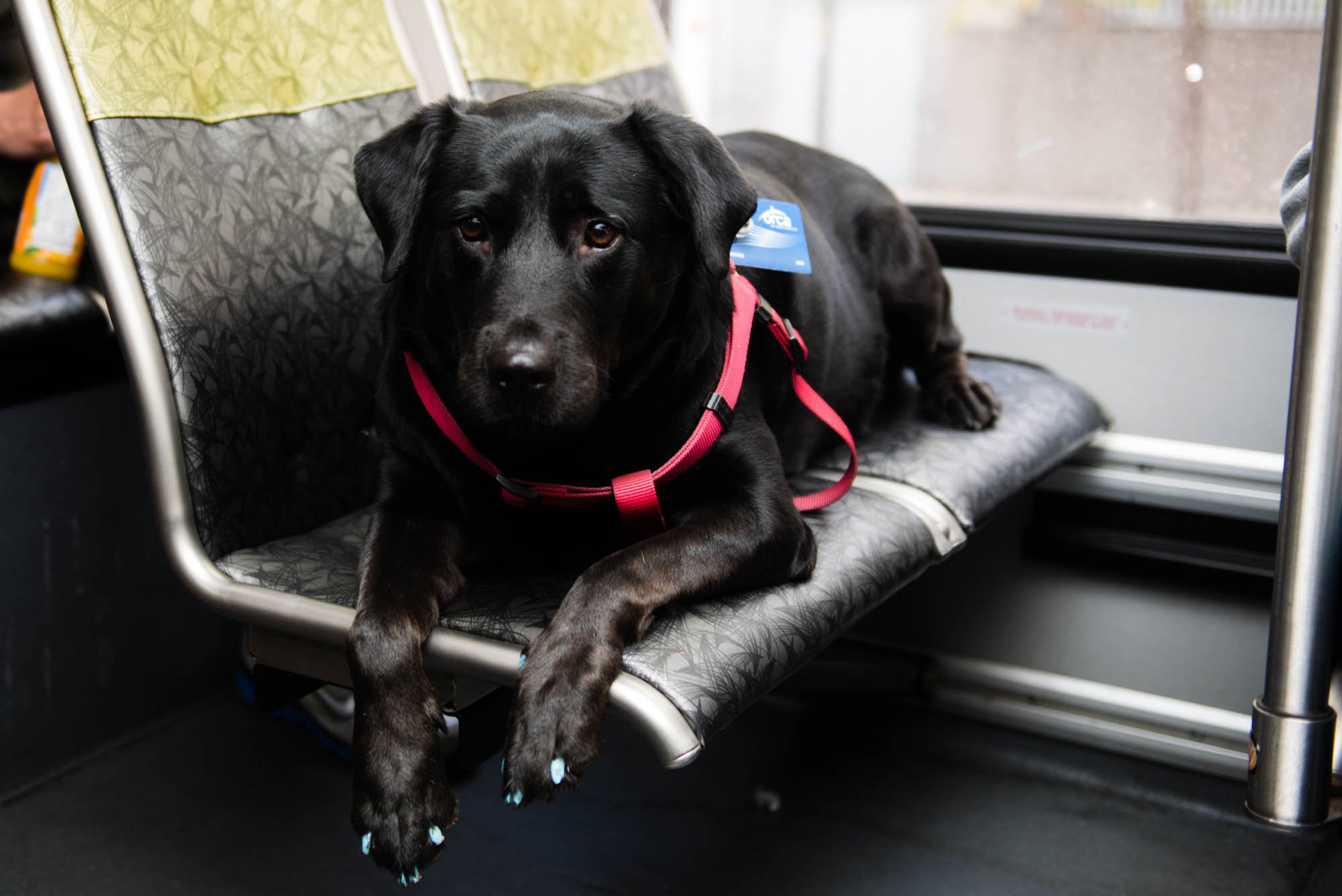 Dog Takes Bus To Park By Himself at Laura Dykema blog