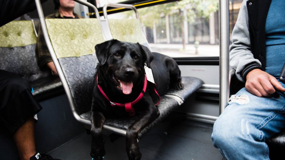 Meet the Dog Who Rides the Bus to the Park All by Herself | The Dog People by Rover.com