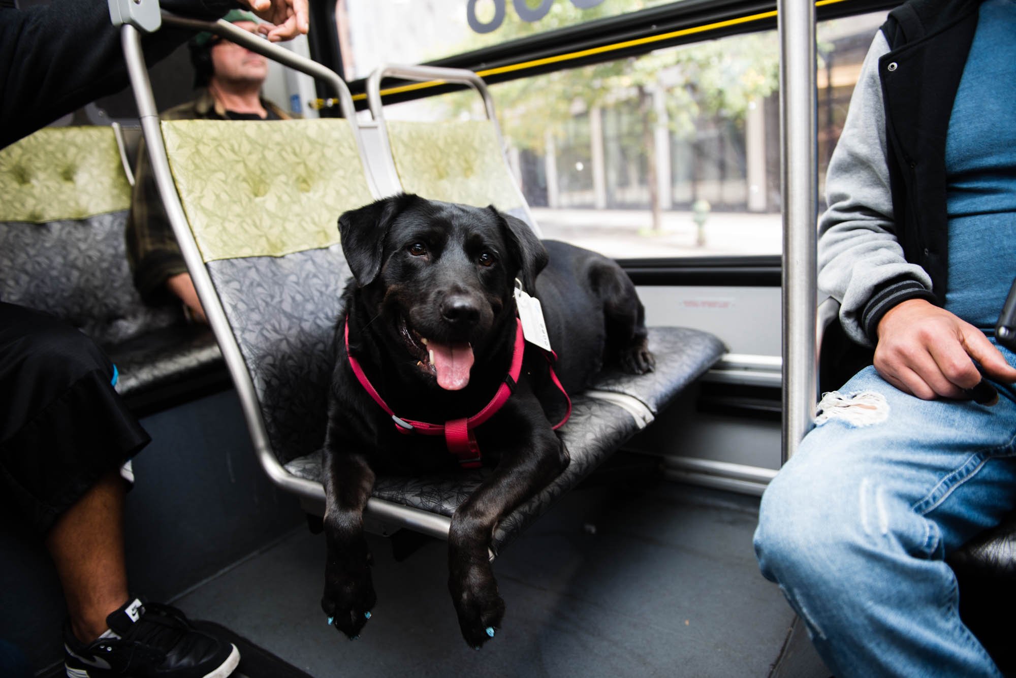 Meet the Dog Who Rides the Bus to the Park All by Herself ...