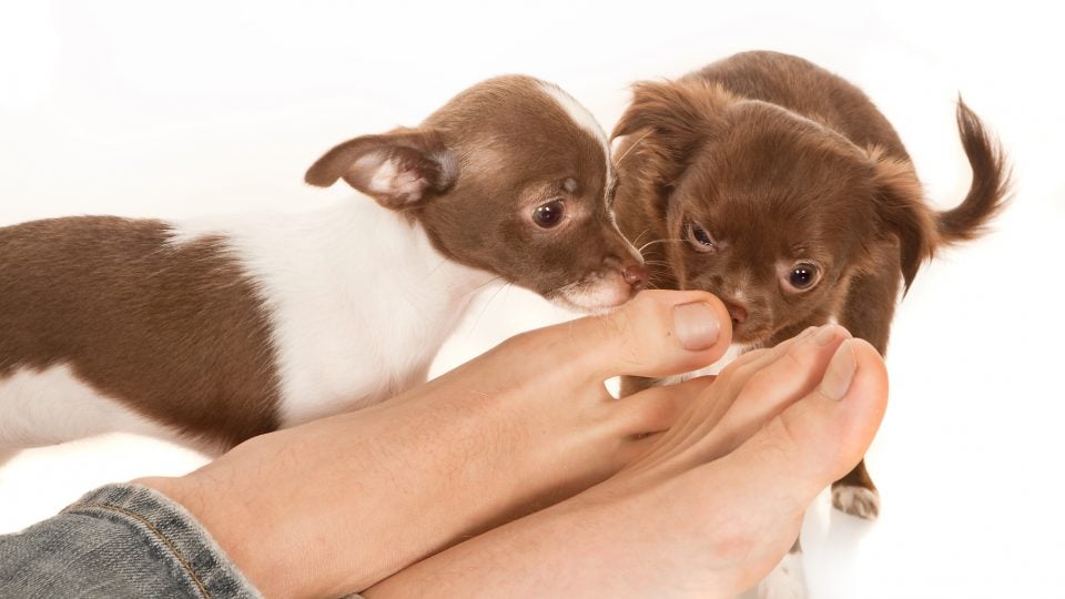How to get your puppy to stop biting your feet Why Do Dogs Bite At Our Ankles And Feet The Dog People By Rover Com
