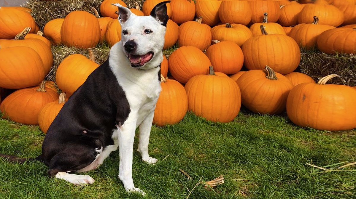 Elisabeth@whathappened-princess-in-a-pumpkin-patch-HERO.jpg